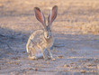 Rabbit Watching