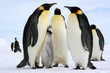 Photo en ligne au meilleur prix Antarctic : Emperor penguins, Lunch time