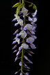 Blauregen, Wisteria sinensis