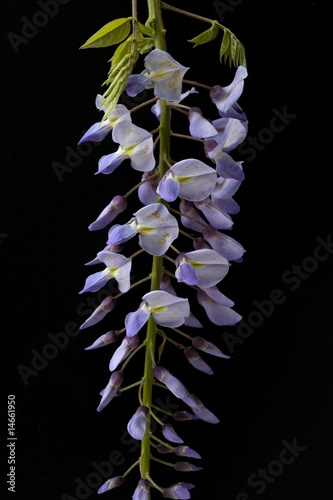 Foto: Blauregen, Wisteria sinensis Blauregen, Wisteria sinensis