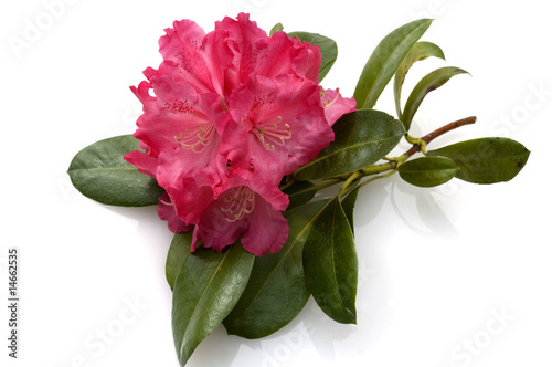 Foto: Rhododendron Rhododendron