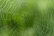 canvas print picture - Spinnwebe im Gegenlicht