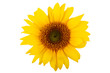 Sonnenblume freigestellt