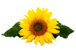 Sonnenblume mit Blättern