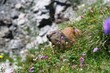 Marmotte