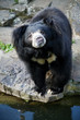 Himalayan black bear Himalayan black bear