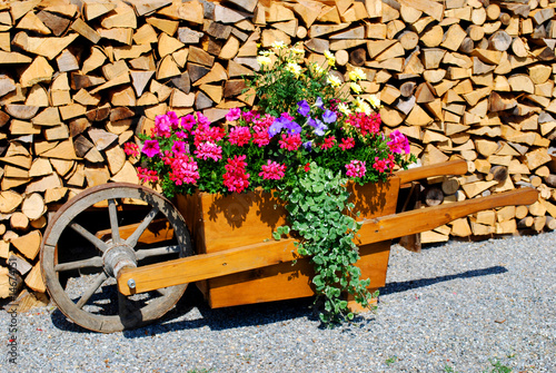 Foto: wheel barrow flowers wheel barrow flowers