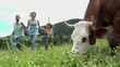 famiglia corre vicino a una mucca