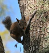 Food Collector