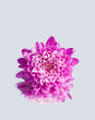 Pink flower