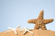 starfish on a beach starfish on a beach