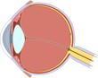 eye anatomy