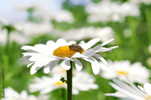 Photo: Bee gathering pollen on ox-eye daisy Bee gathering pollen on ox-eye daisy