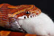 snake eating