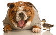 funny animal arguement -  bulldog laughing at duck