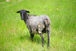 A sheep