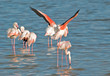 Flamingo mating