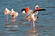Flamingo mating ...2