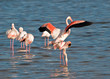 Flamingo mating ...4