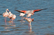 Flamingo mating ...5