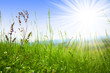 Grass