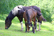 Beautiful Horses