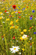 Foto: prairie en fleurs prairie en fleurs