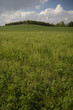 prato collina