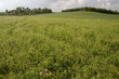 prato colline