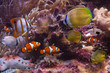 Tropical fishes Tropical fishes