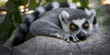 lemure del madagascar