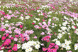 Cosmos