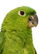 parrot