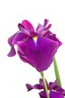 菖蒲