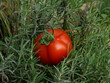 Tomate
