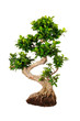 Bonsai