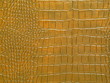 Photo : dragon skin dragon skin