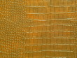 Photo : dragon skin dragon skin