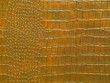 Photo : snake skin snake skin