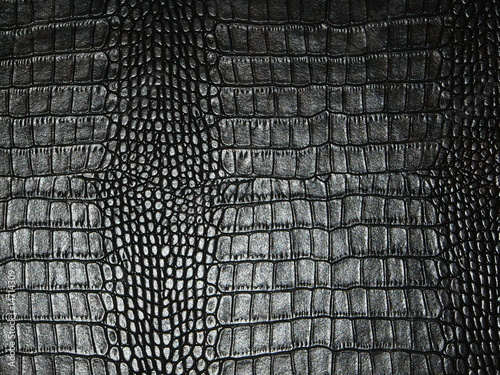 Photo : snake skin snake skin