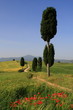 Weg,Wanderweg,Zypressen,Toskana,Monte Amiata,Val d Orcia