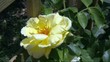 rosa gialla