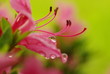 露と花