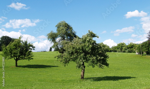 Photo: vieux arbres fruitiers vieux arbres fruitiers