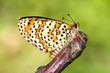 Foto: Butterfly on a plant Butterfly on a plant
