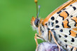 Foto: Butterfly Macro (focus on the head) Butterfly Macro (focus on the head)