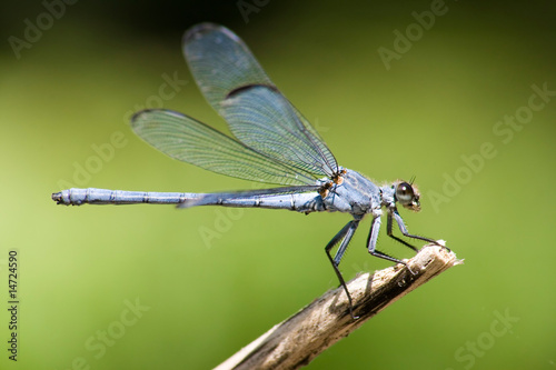 Foto: Damselfly on out of focus background Damselfly on out of focus background