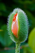 Mohnblume Mohnblume