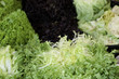 Lettuce