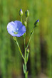 Fleur de Lin Fleur de Lin